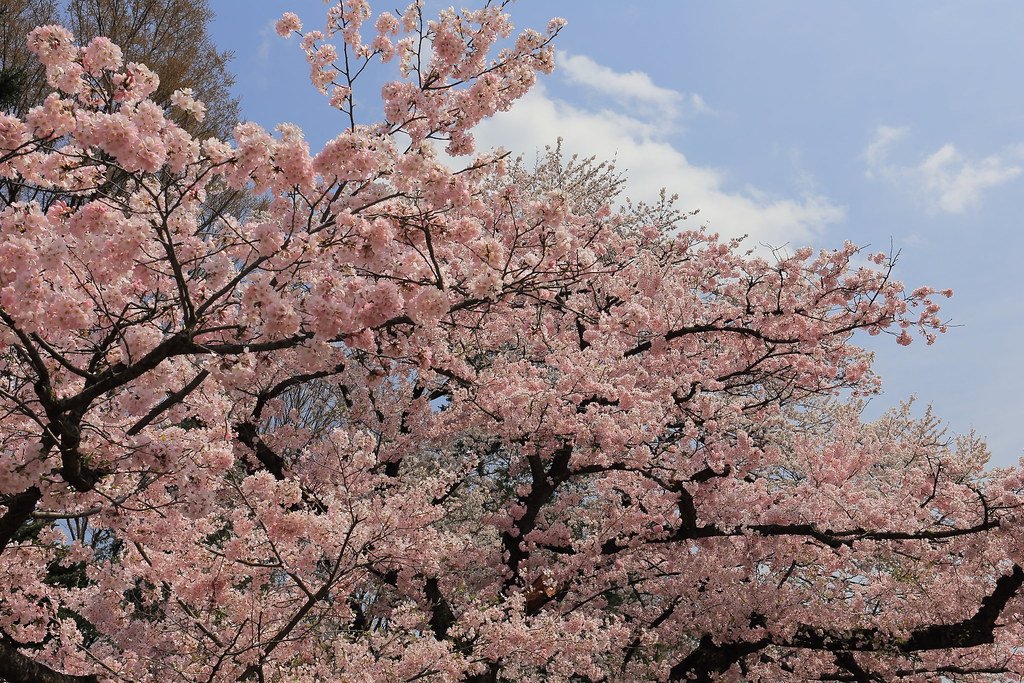 🌳 쵸후 정원 이미지 6